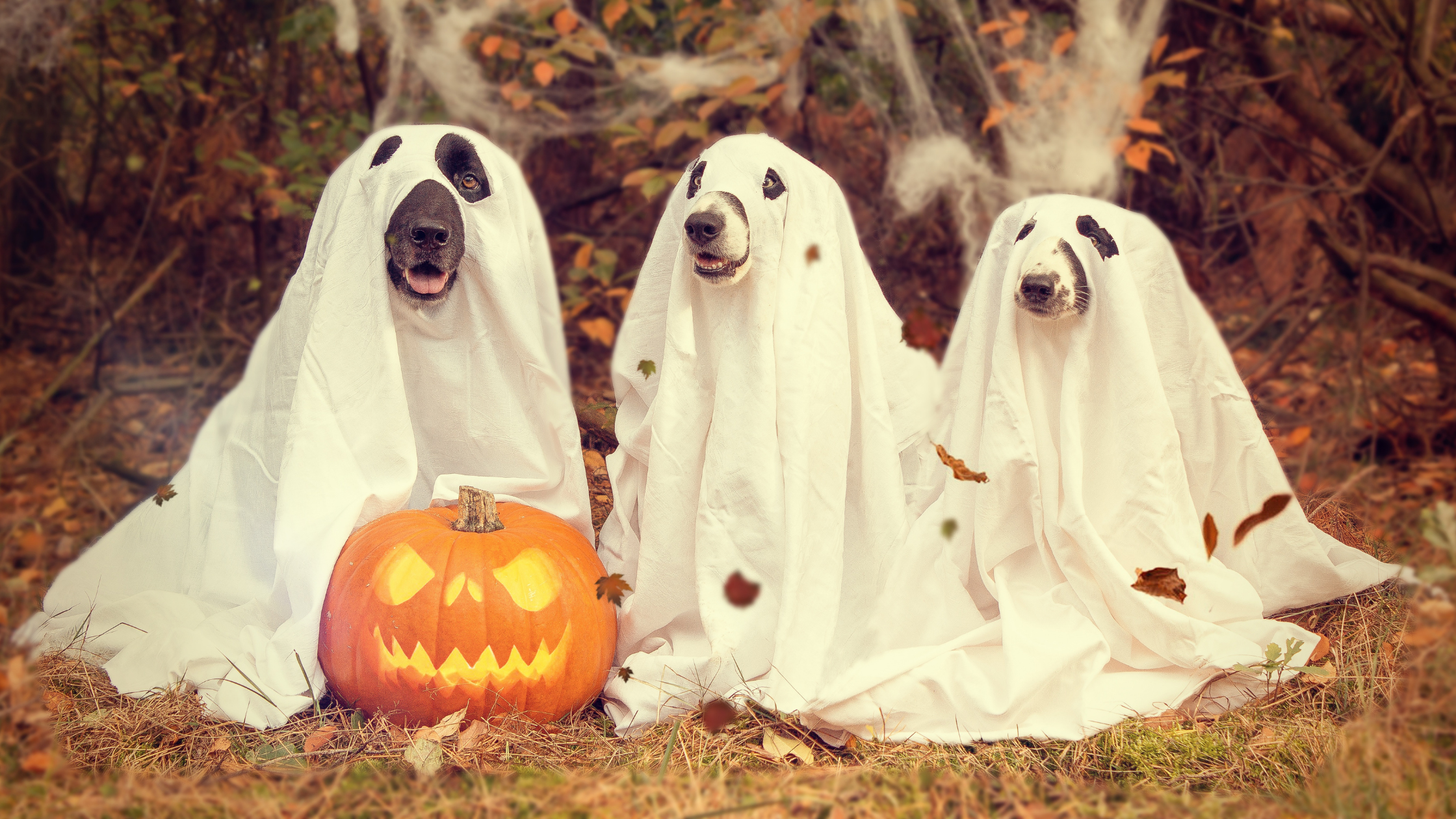 Fall Celebrations in the USA