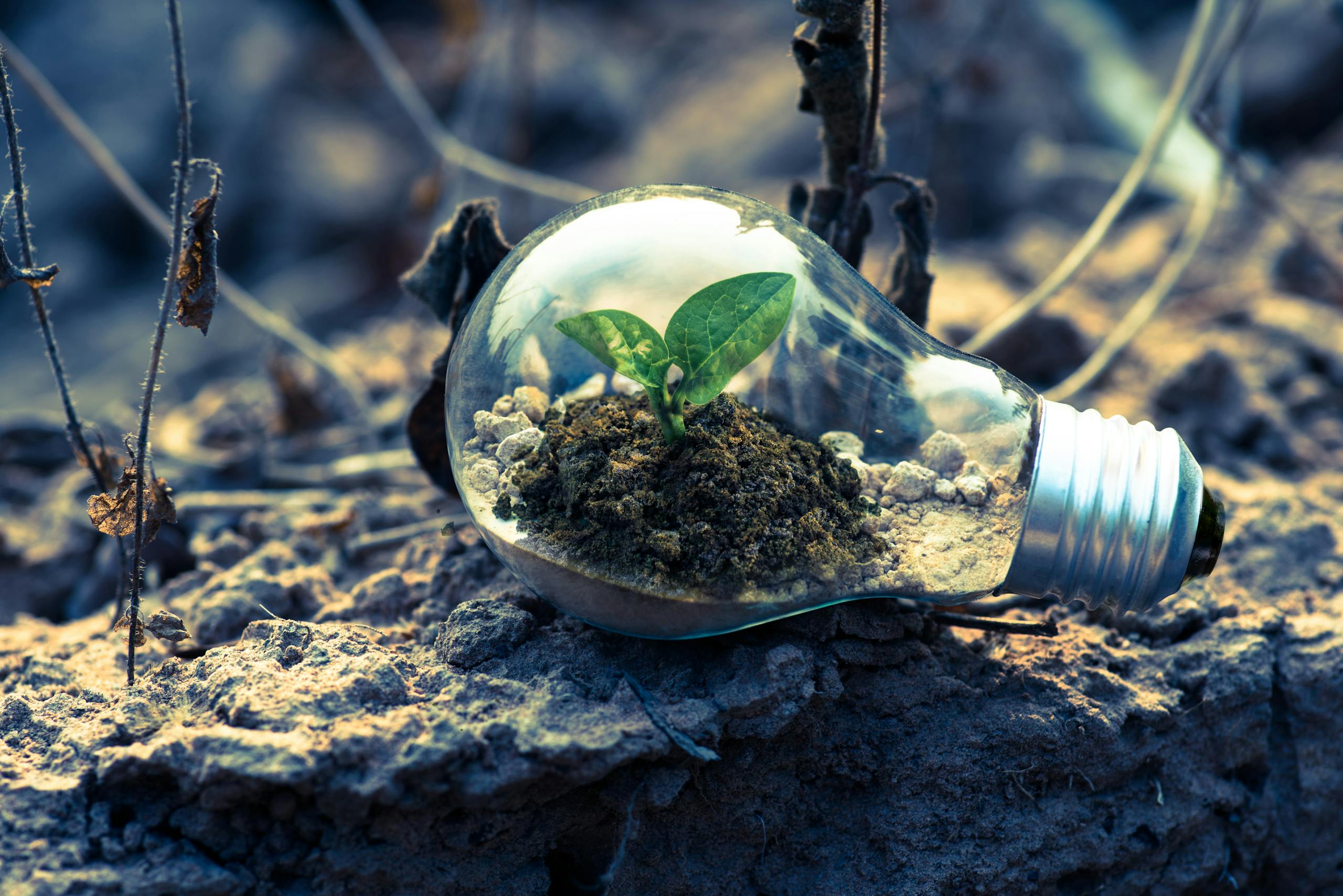 A small plant sprouts in soil inside a light bulb, symbolizing eco-friendly and sustainable growth. sustainability-reshaping-hospitality-careers